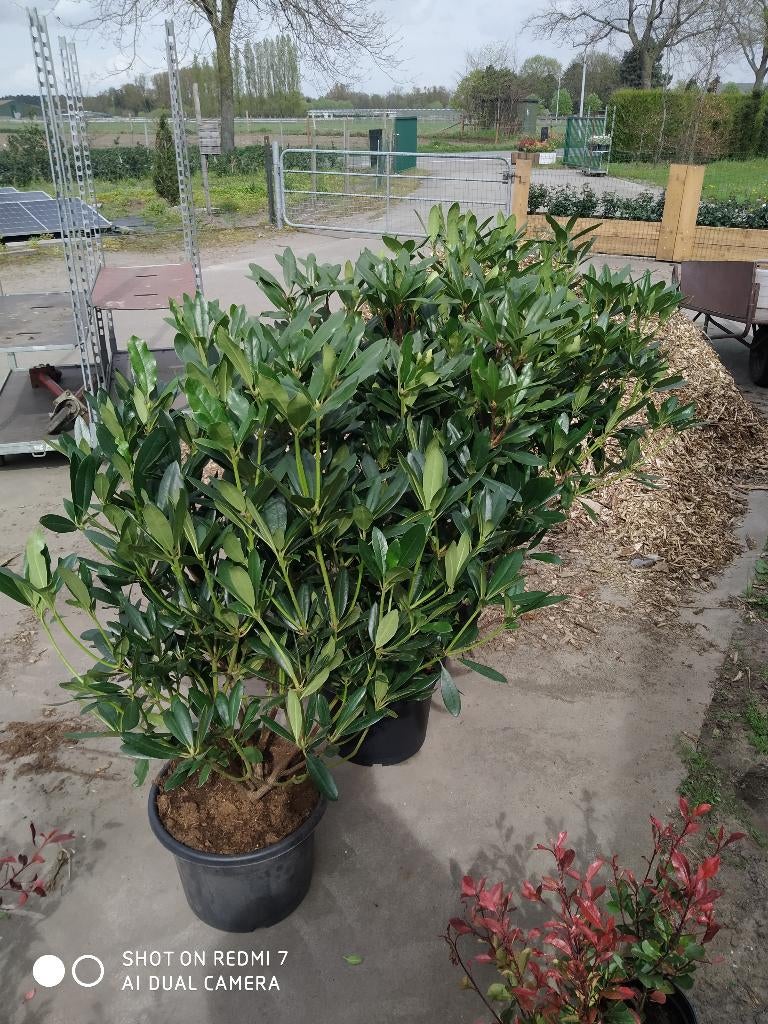 Rhododendron ponticum, Autres espèces, Printemps, Enlèvement, Plante fixe