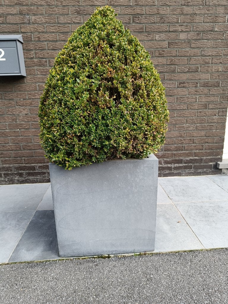 Mooie buxus in mooie sierbak, Enlèvement, Buis, Arbuste, 100 à 250 cm