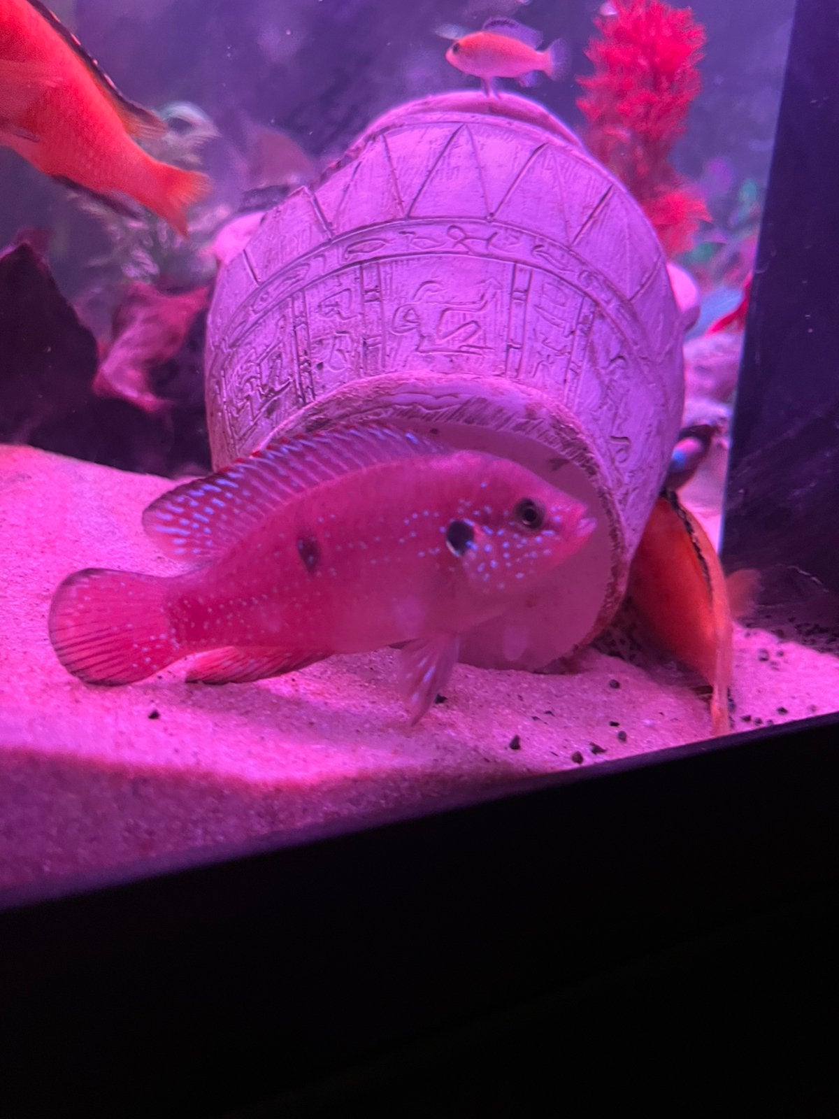 Red acara chicliden, Dieren en Toebehoren