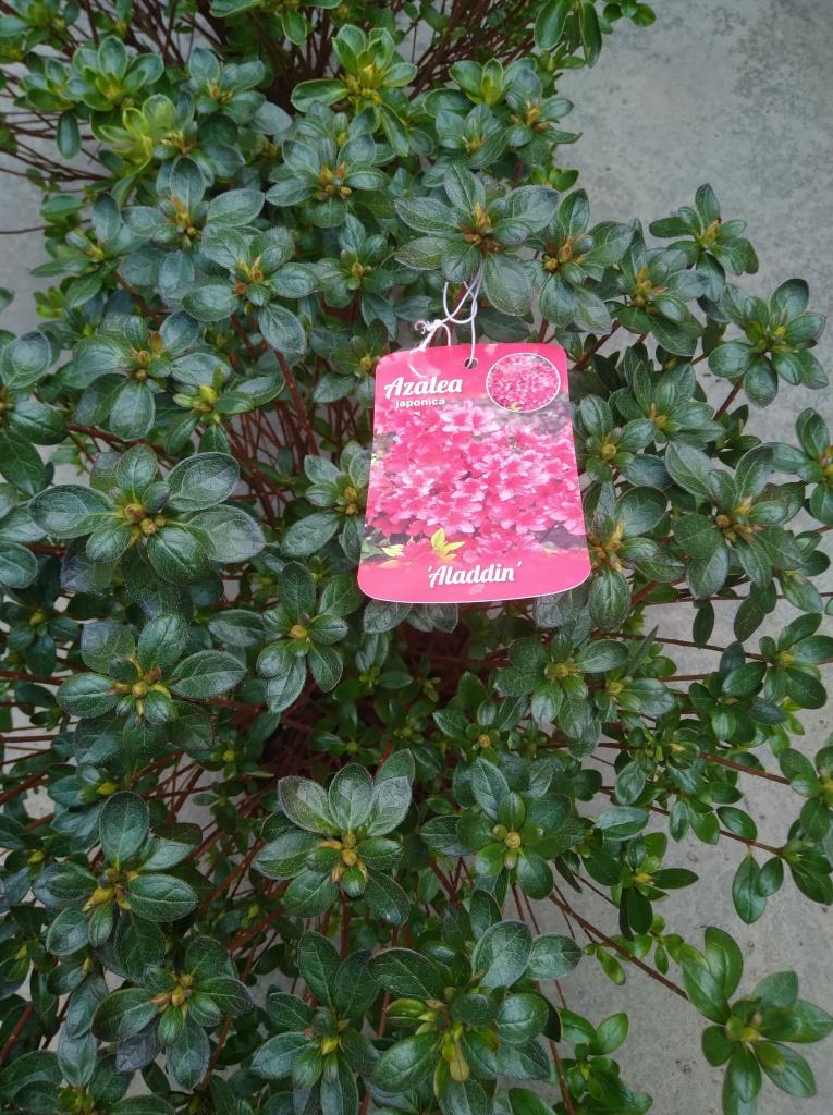 azalea's japonica's te koop, Tuin en Terras, Planten | Tuinplanten, Ophalen, Vaste plant, Klimplanten