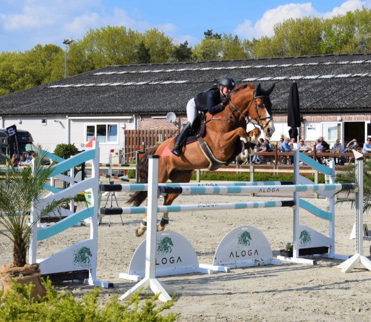Springpaard / schoolmaster, Dieren en Toebehoren, Paarden, Ruin, Springpaard