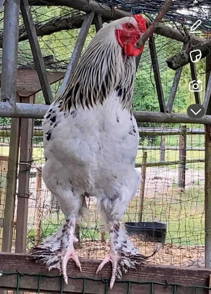 Brahma zilverhaan te koop NIET OM OP TE ETEN, Dieren en Toebehoren, Mannelijk, Kip