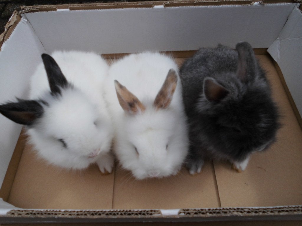 dwergkonijntjes, Dieren en Toebehoren, Meerdere dieren, Dwerg, 0 tot 2 jaar