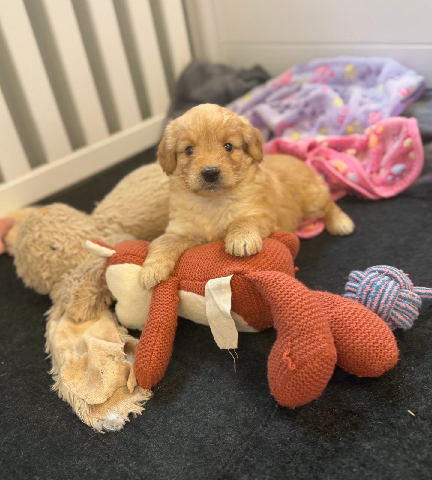Knappe mini goldendoodle pups, Poedel, België, CDV (hondenziekte), 8 tot 15 weken