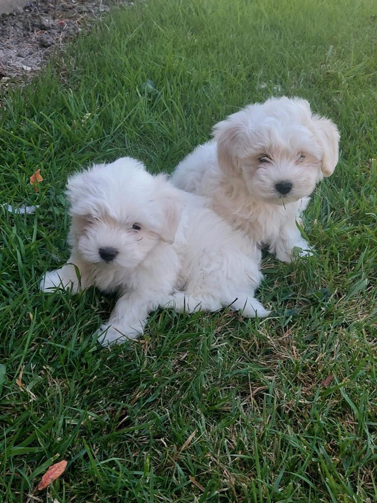 Maltezer pups, Dieren en Toebehoren, Honden | Chihuahua's en Gezelschapshonden, Maltezer, Fokker | Hobbymatig, Meerdere, België