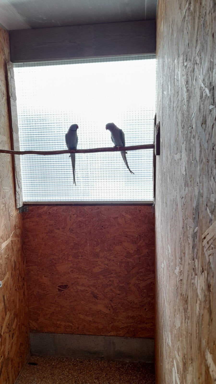 Kweekkoppel blauwe halsbanden, Dieren en Toebehoren, Vogels | Parkieten en Papegaaien, Geringd