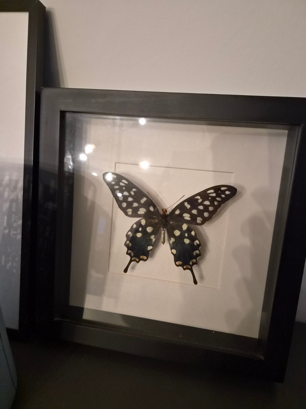 zwarte fotolijst met Papilio antenor vlinder 25x25 cm, Verzamelen, Ophalen of Verzenden, Zo goed als nieuw, Insect, Opgezet dier