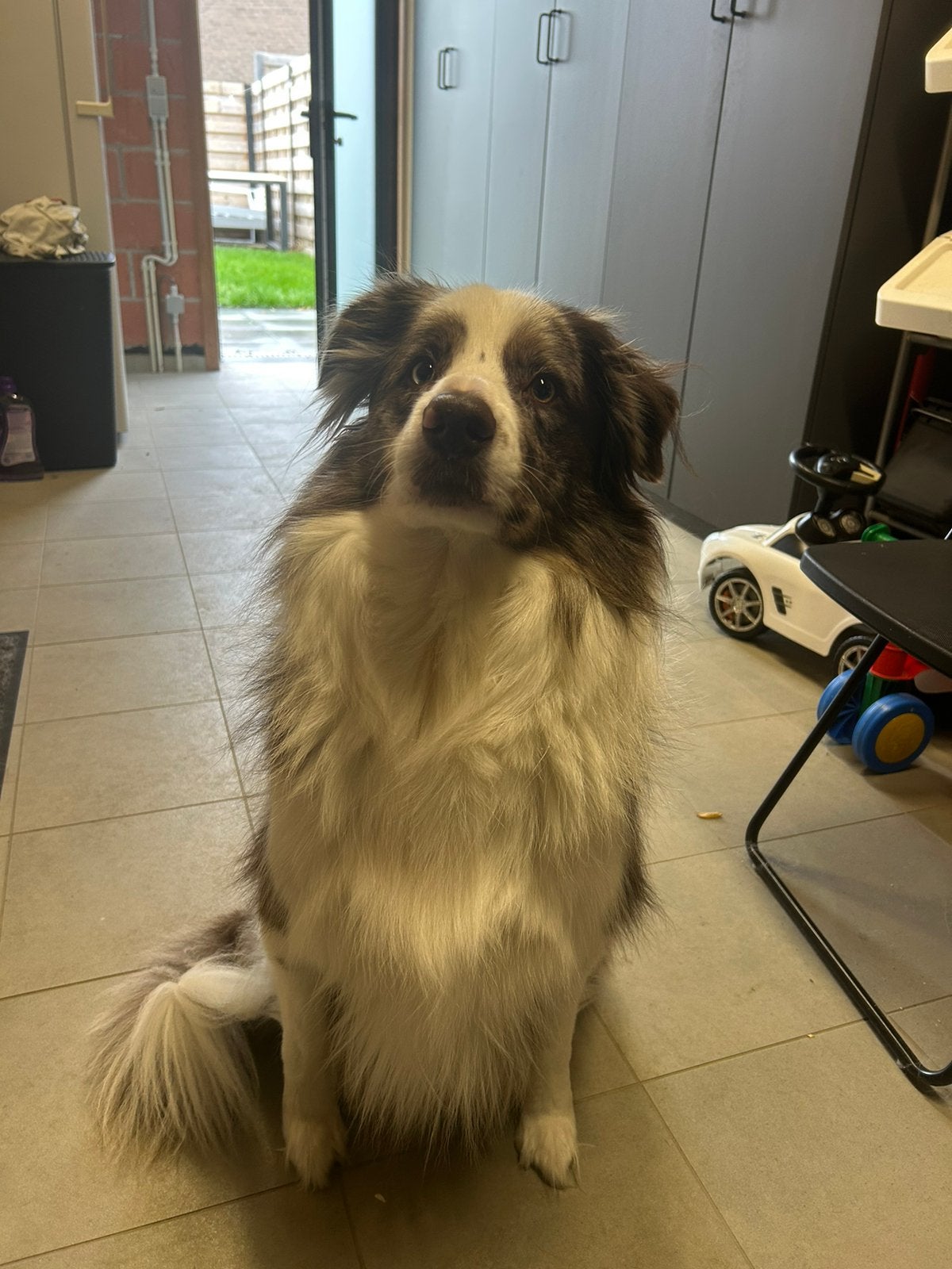 Border collie, Dieren en Toebehoren, Mei, Mannelijk