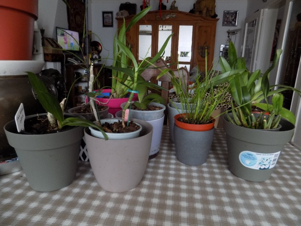 plante verte, Plante verte, Enlèvement, Autres espèces