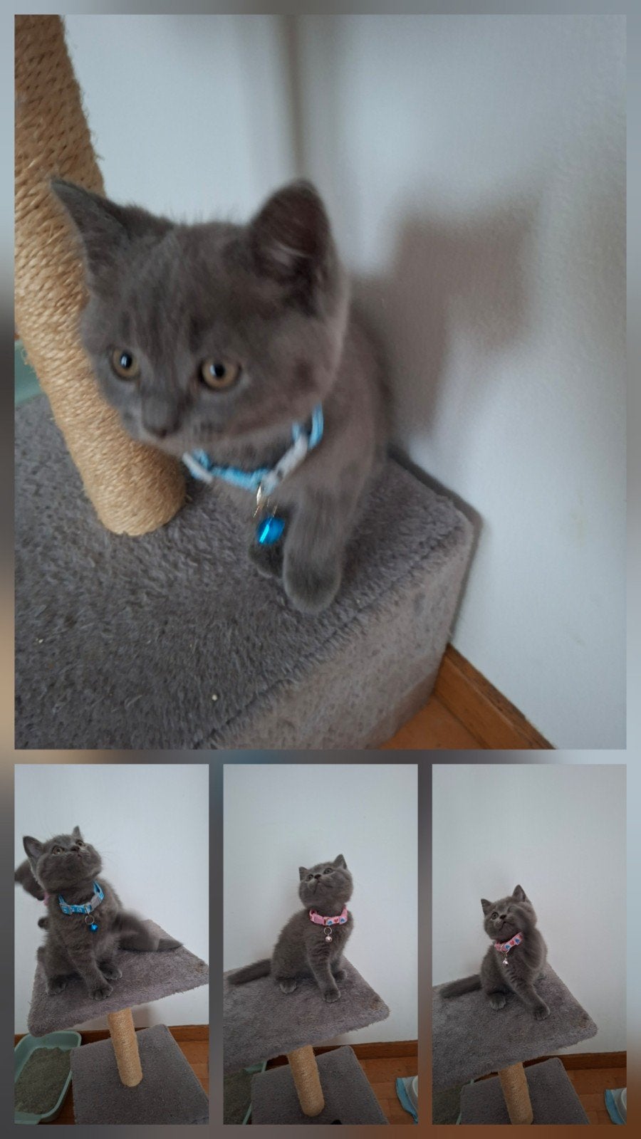 CHATONS BRITANNIQUES À POIL COURT, Chat, Vermifugé, 0 à 2 ans