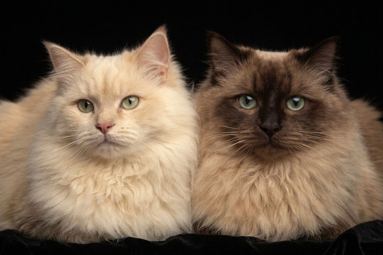 Ragdoll zoekt gouden mandje, Meerdere dieren, Met stamboom, 0 tot 2 jaar