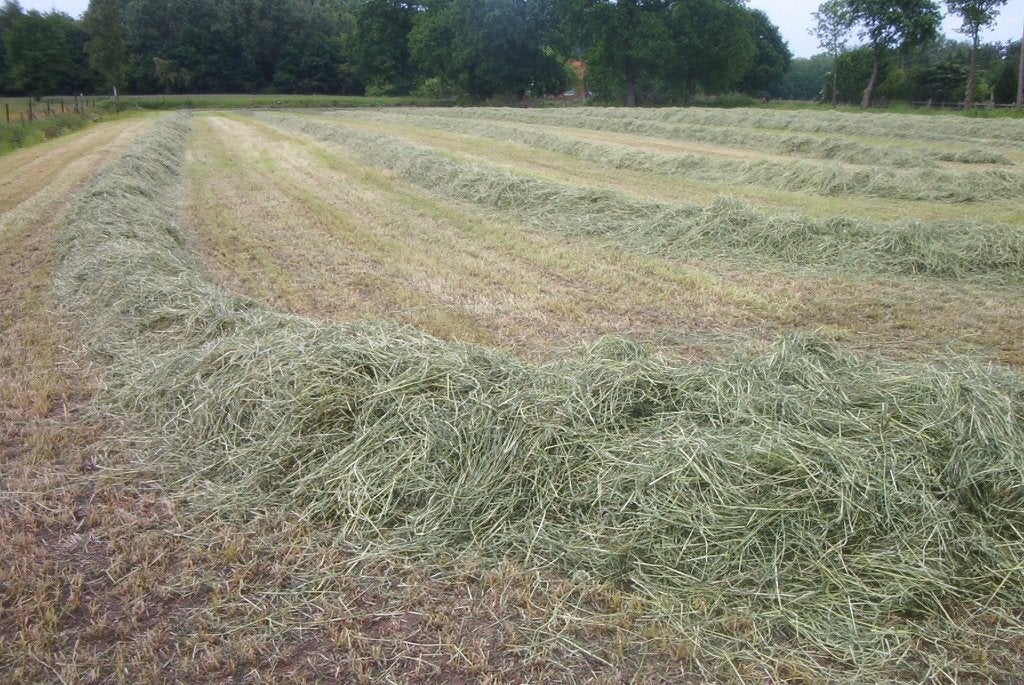 voordroog hooi in kleine pakken, Dieren en Toebehoren, Ophalen