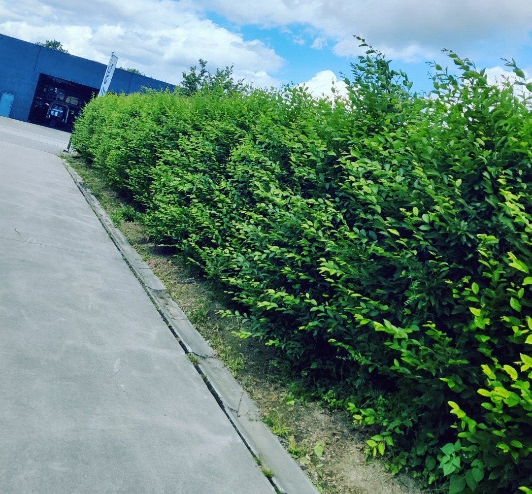 Onderhoud Tuin, Diensten en Vakmensen