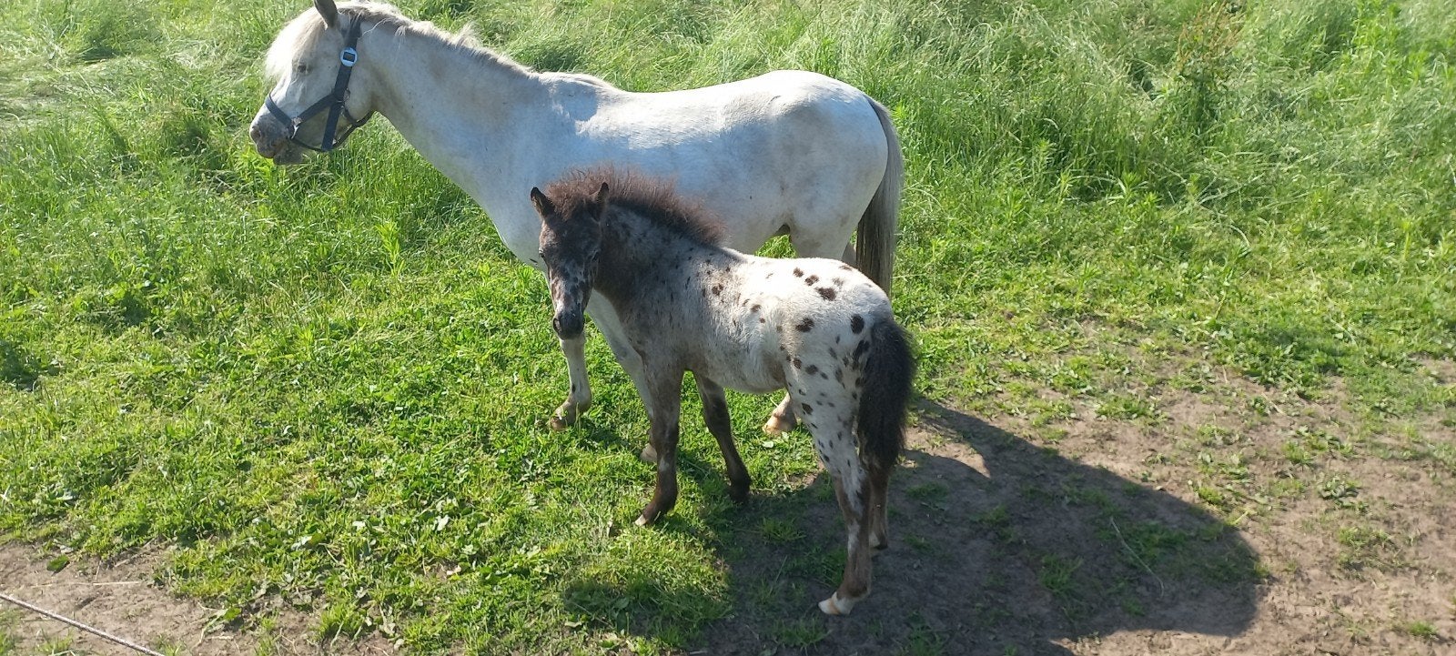 JUMENT AVEC POULAIN APPALOOSA., Étalon