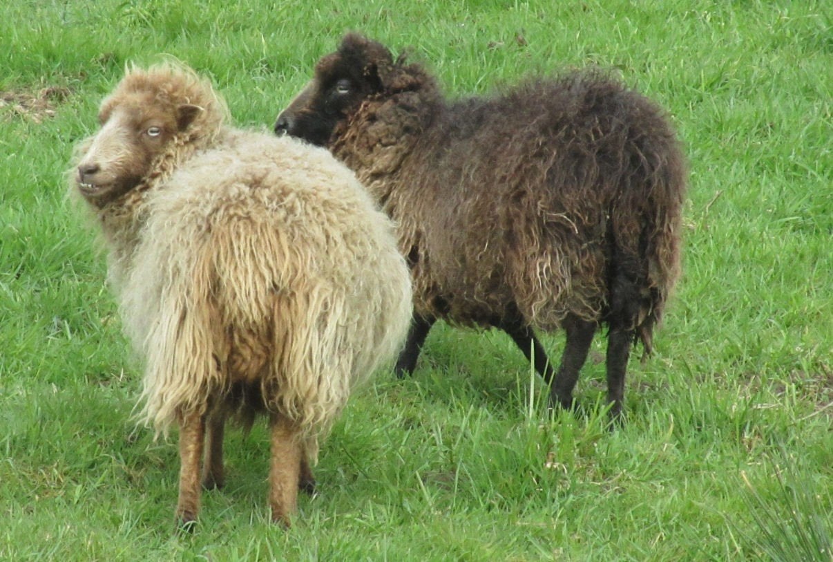 2 ouessant ooien, Animaux & Accessoires, Moutons, Chèvres & Cochons, Femelle, Mouton, 3 à 5 ans