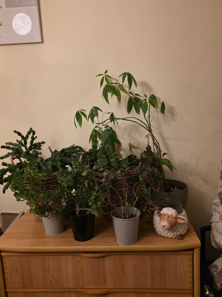 Planten, Huis en Inrichting, Kamerplanten, Ophalen