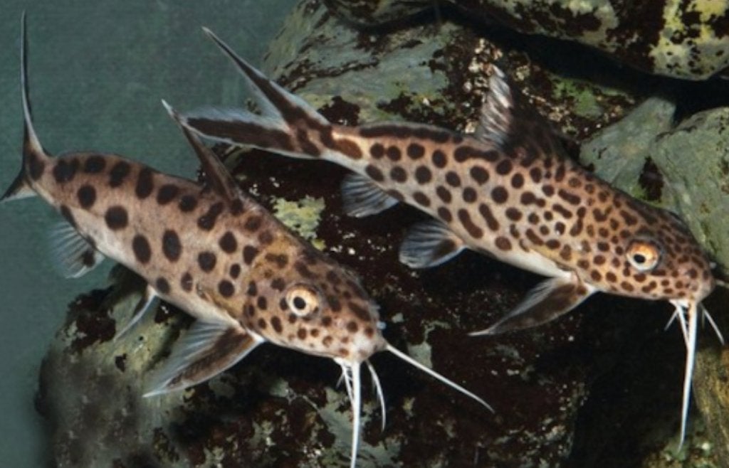 tanganyika cichliden, Vis, Zoetwatervis
