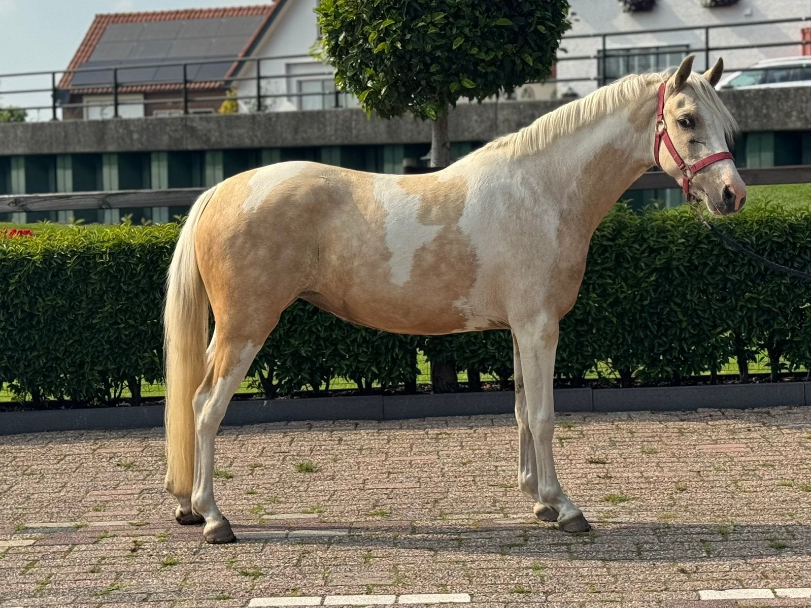Palomino bonte c pony merrie, Dieren en Toebehoren, Merrie, Gechipt, 3 tot 6 jaar, C pony (1.27m tot 1.37m)