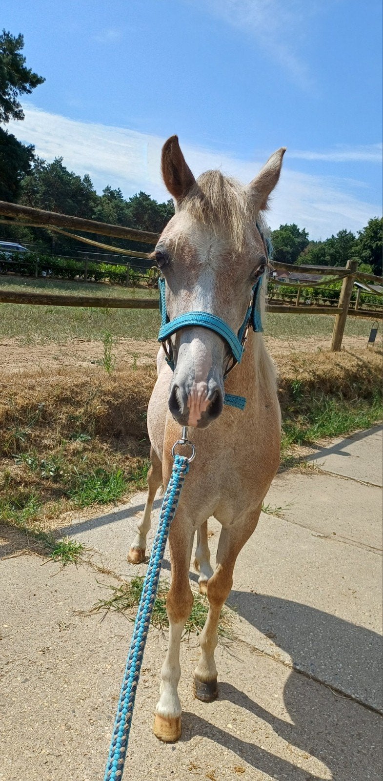 Knappe welsh jaarling Ruin, Dieren en Toebehoren, Pony's, Ruin, 0 tot 2 jaar, Gechipt, B pony (1.17m tot 1.27m)