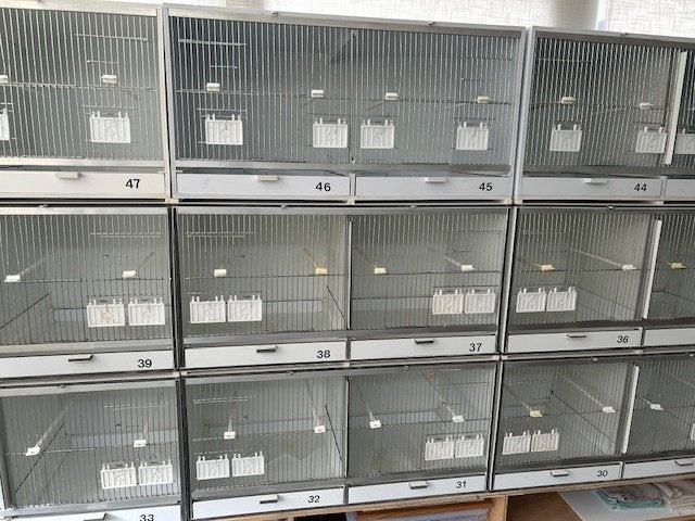 canaris, Animaux & Accessoires, Enlèvement, Comme neuf