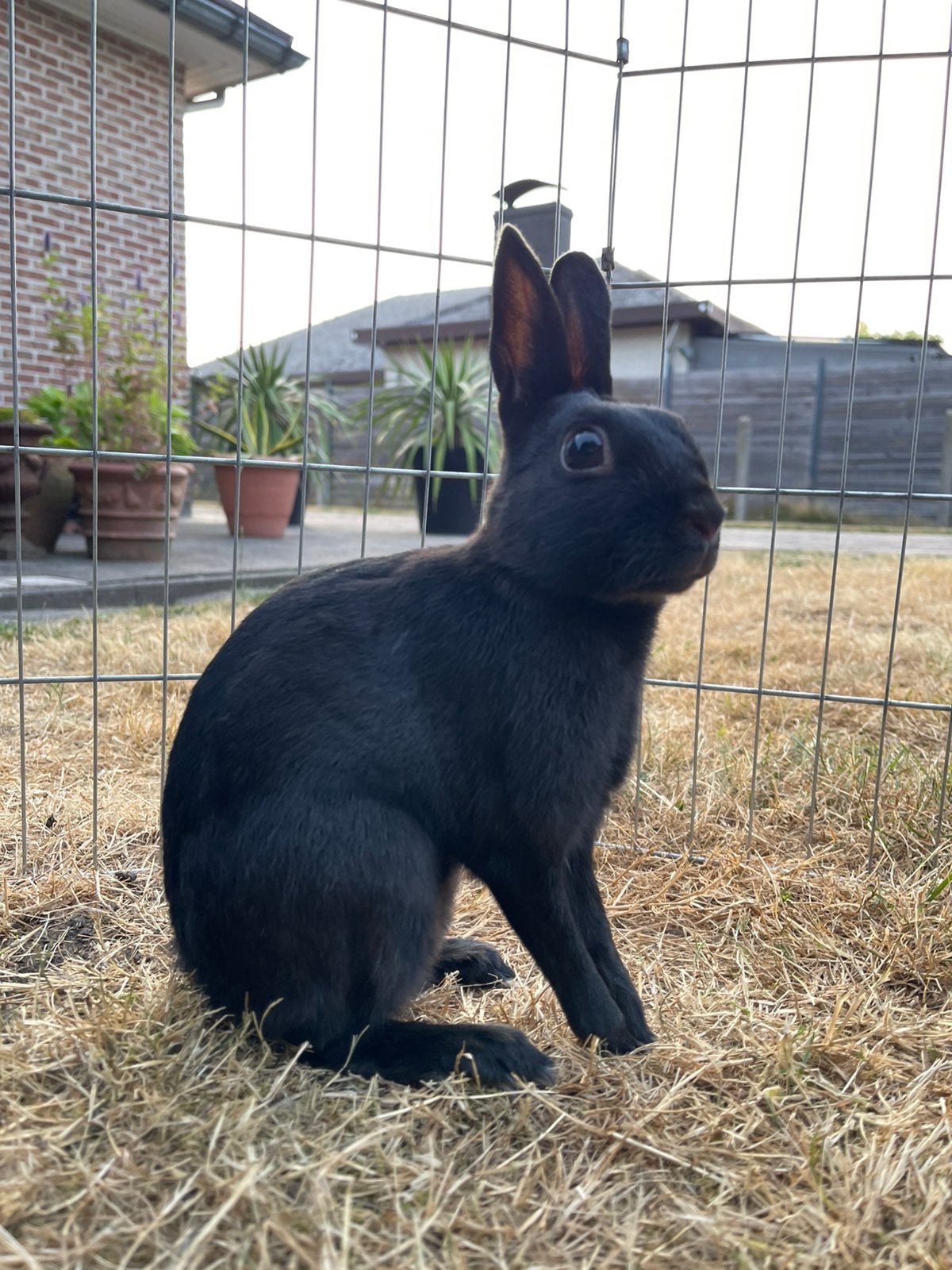 Haasdwerg rammetje, Dieren en Toebehoren, Konijnen