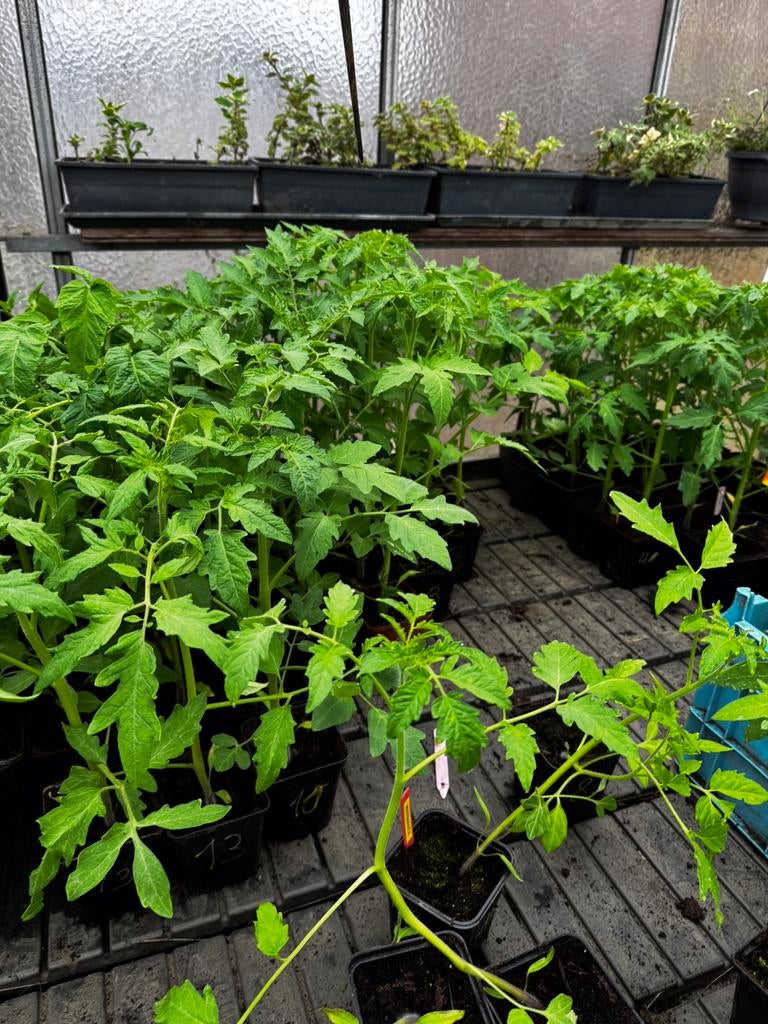 Tomatenplanten, Ophalen