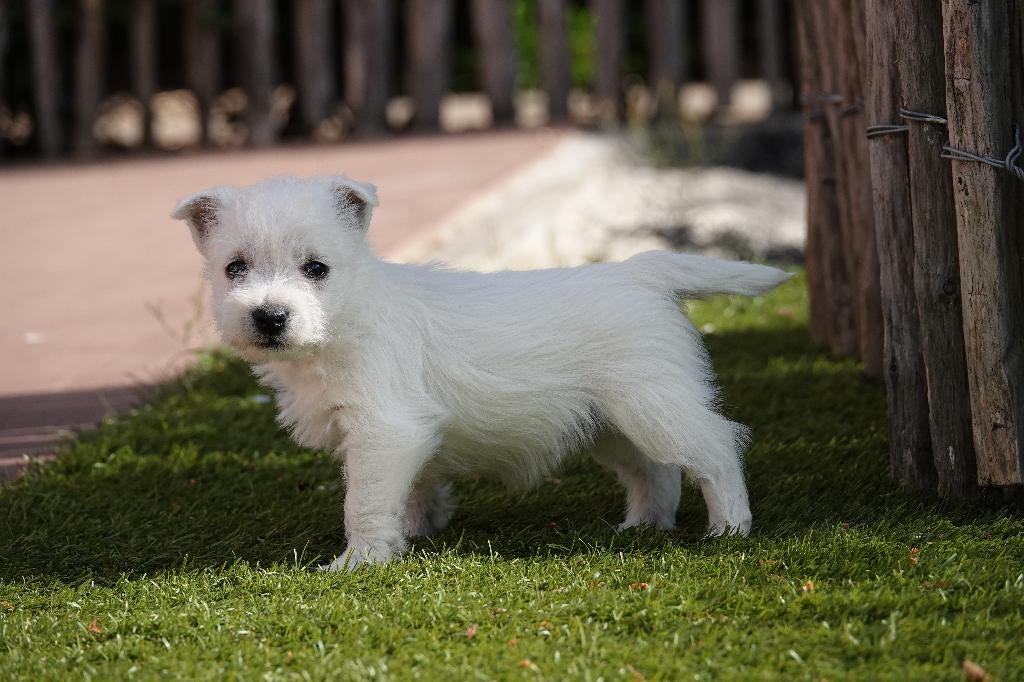 West highland white terriër pups (westie, 100% belgisch), Dieren en Toebehoren, Parvo, België, Overige rassen, 8 tot 15 weken