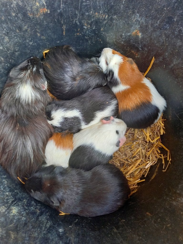 Cavia's (jongvolwassen beertjes/jongen), Dieren en Toebehoren, Knaagdieren, Mei, Meerdere dieren, Cavia