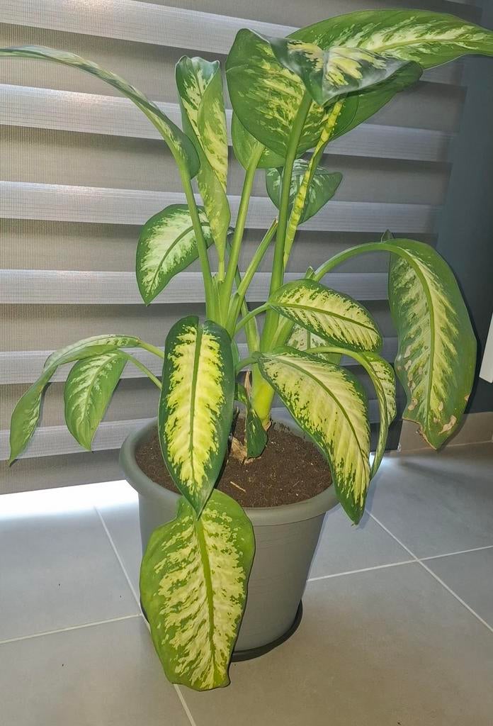 2 goedverzorgde kamer planten te koop. Heel weinig zorg nodi, Ophalen, Volledige schaduw, Overige soorten, Minder dan 100 cm