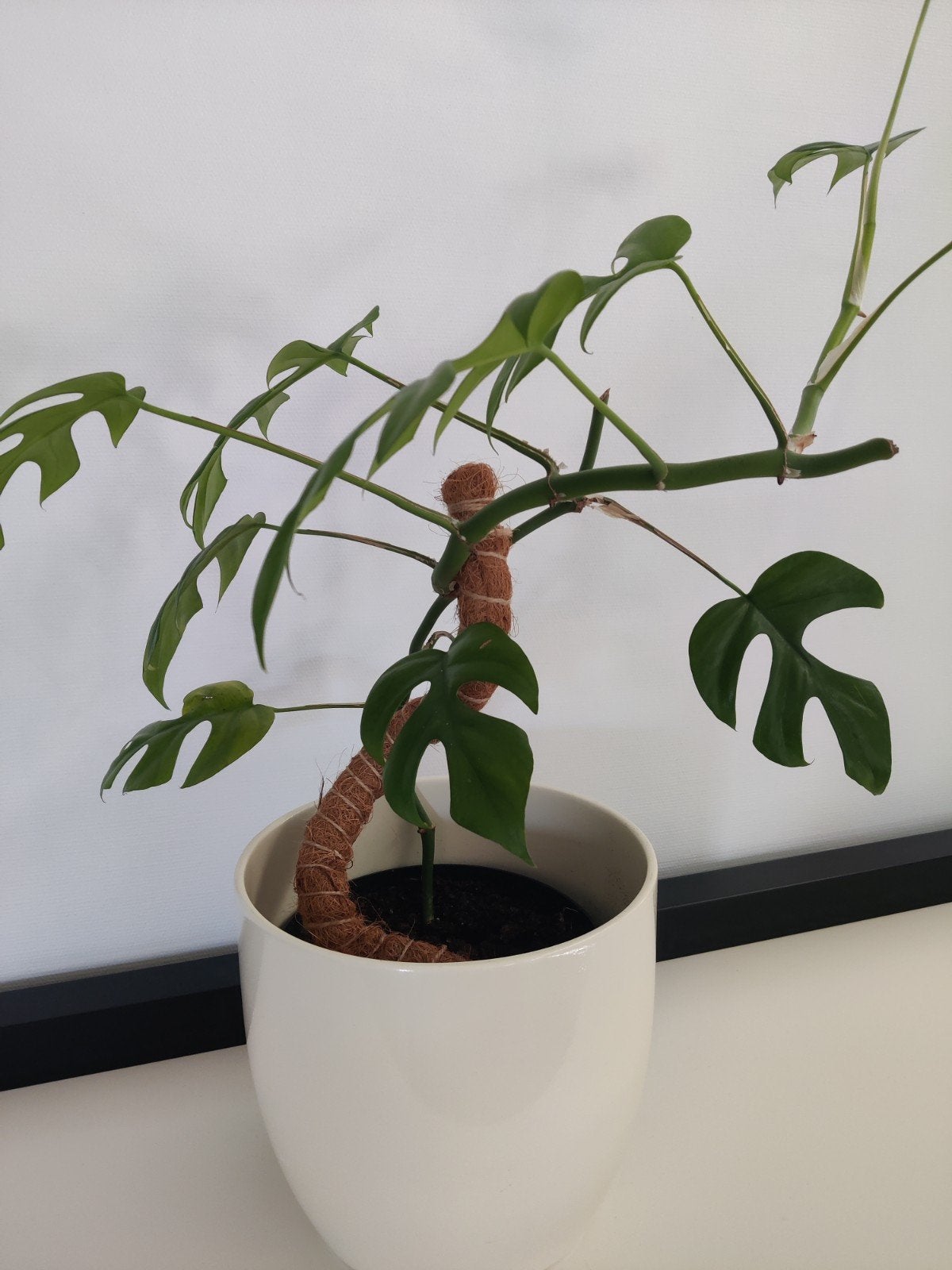 Prachtige gezonde monstera, Huis en Inrichting, Kamerplanten, Ophalen
