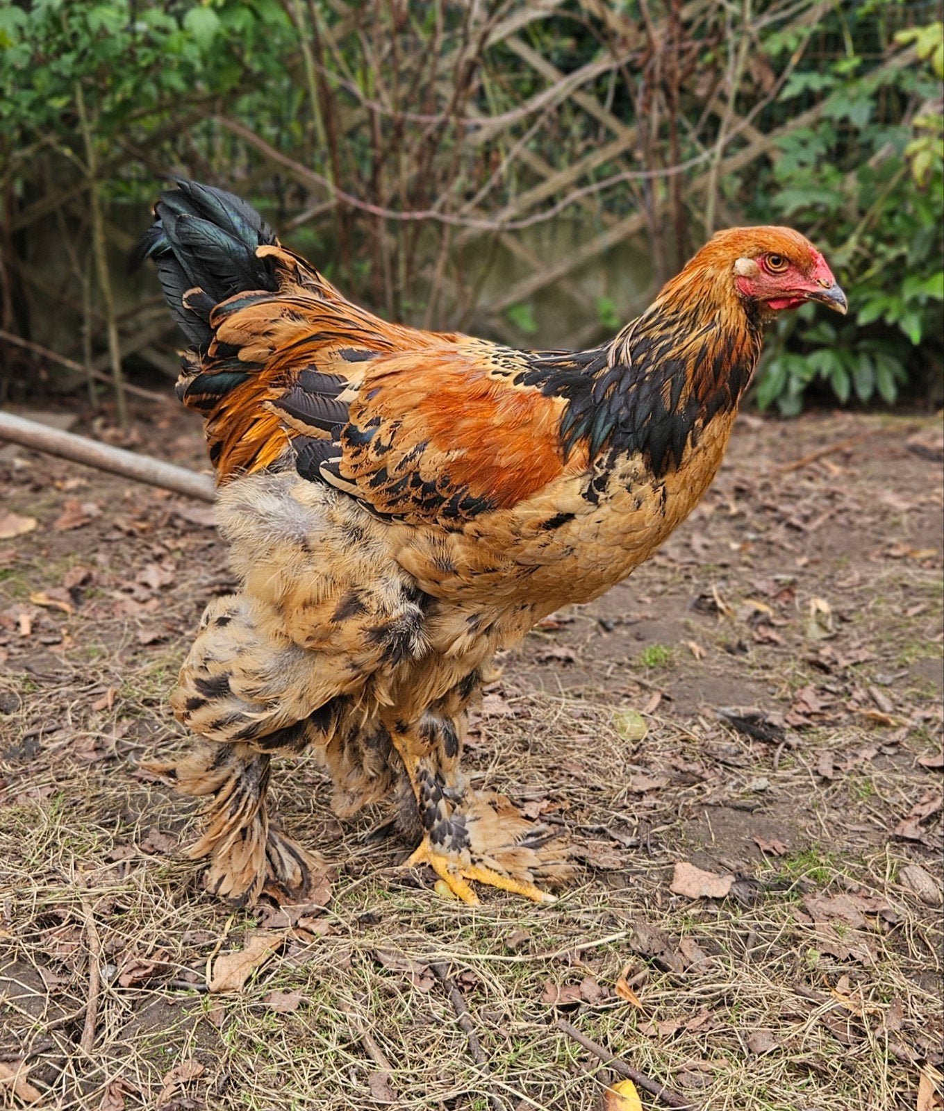 mooie handtamme Brahma haan, Dieren en Toebehoren