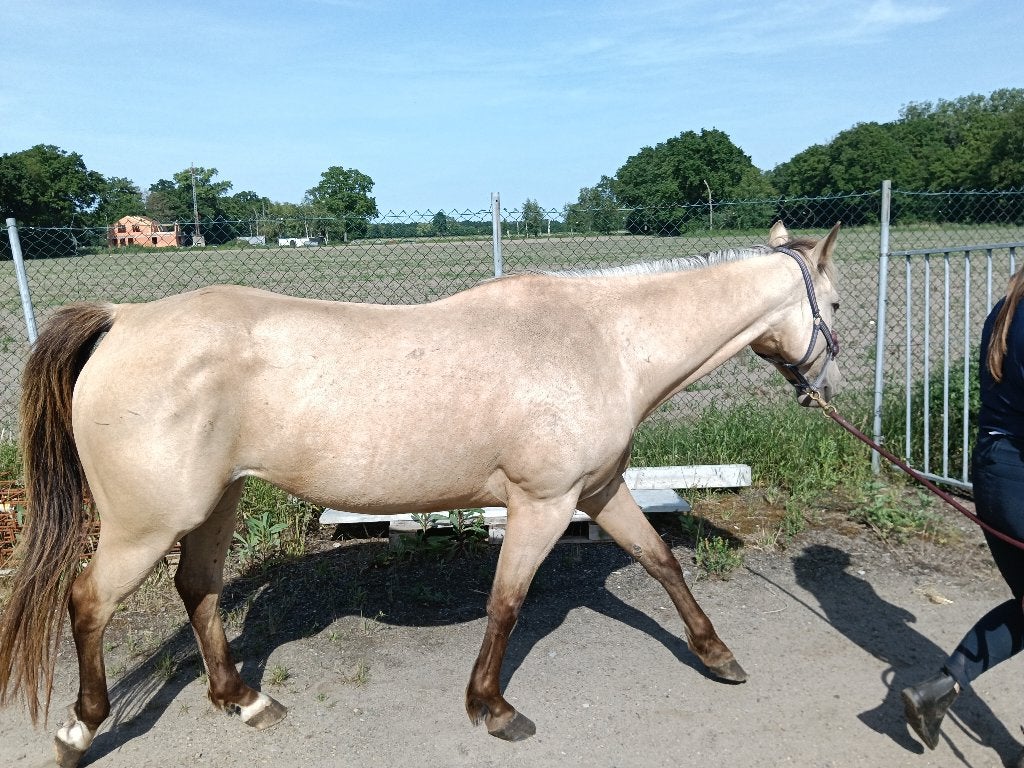 Zeer lieve Quarter Merrie, Animaux & Accessoires, Chevaux, Débourré, Moins de 160 cm, Avec pedigree, Cheval de récréation
