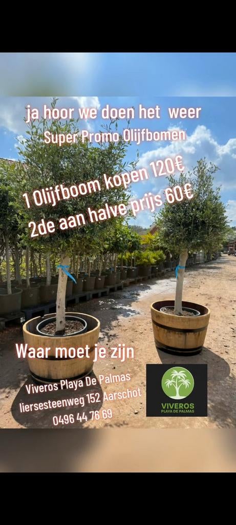 Olijfboom Promo 1 kopen 120€ 2de aan halve prijs 60€, Tuin en Terras, Planten | Bomen, Ophalen, Olijfboom