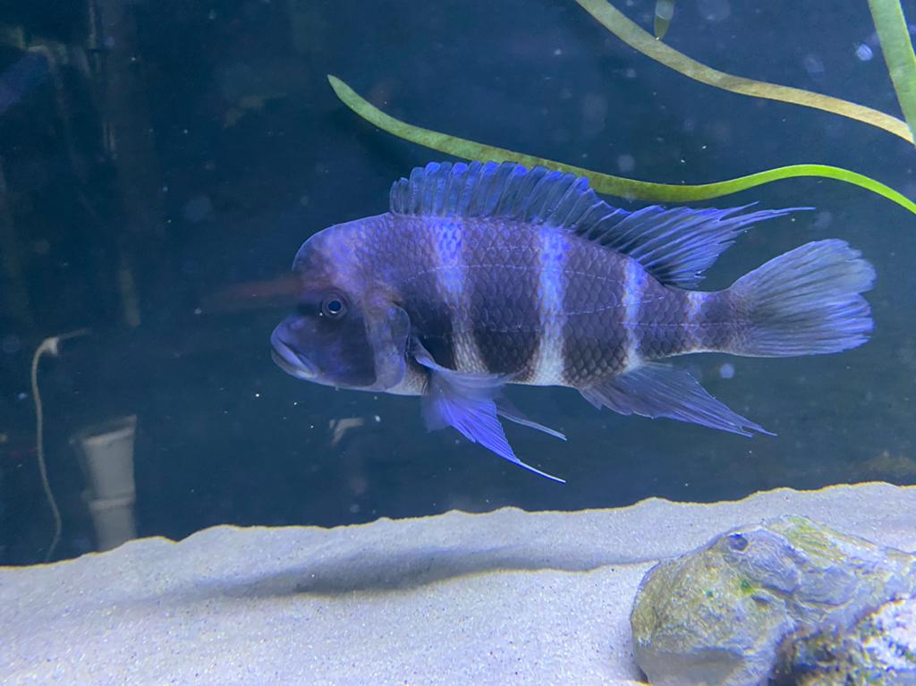 Frontosa blue Mpimbwe, Poisson, Poisson d'eau douce, Banc de poissons