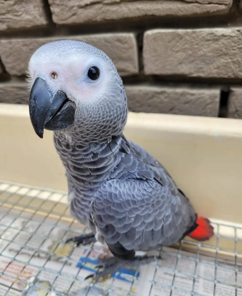 Handtamme grijze roodstaart papegaai 12 weken, Dieren en Toebehoren, Vogels | Parkieten en Papegaaien, Geslacht onbekend, Papegaai