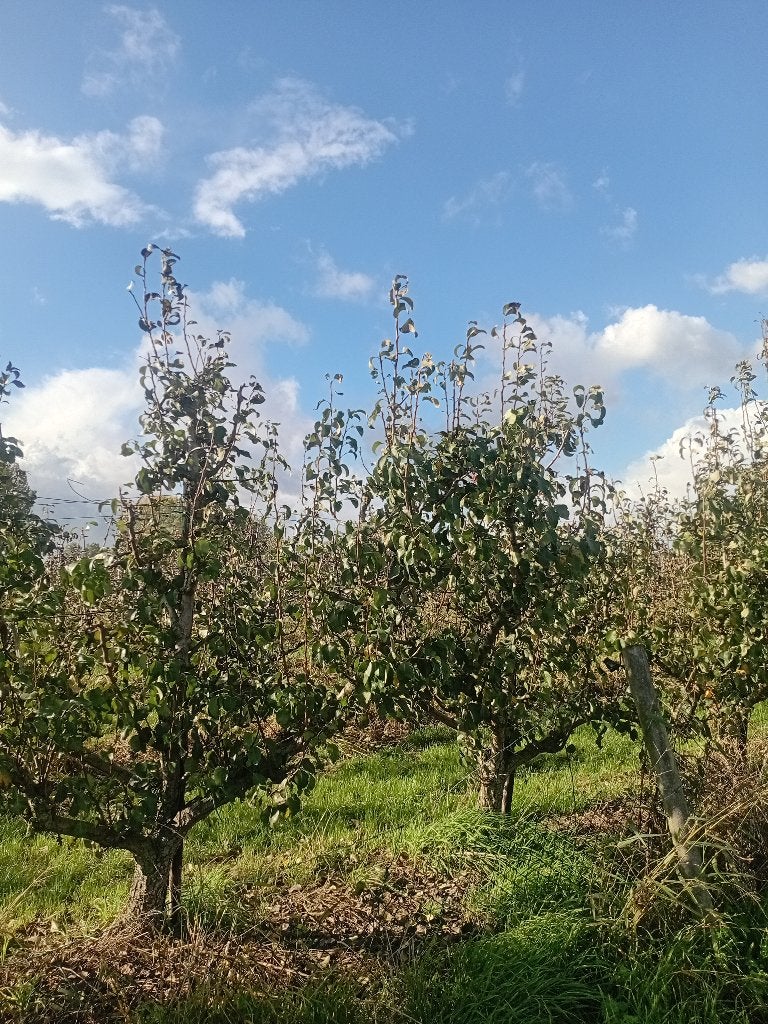 Perenboom, Ophalen, Perenboom