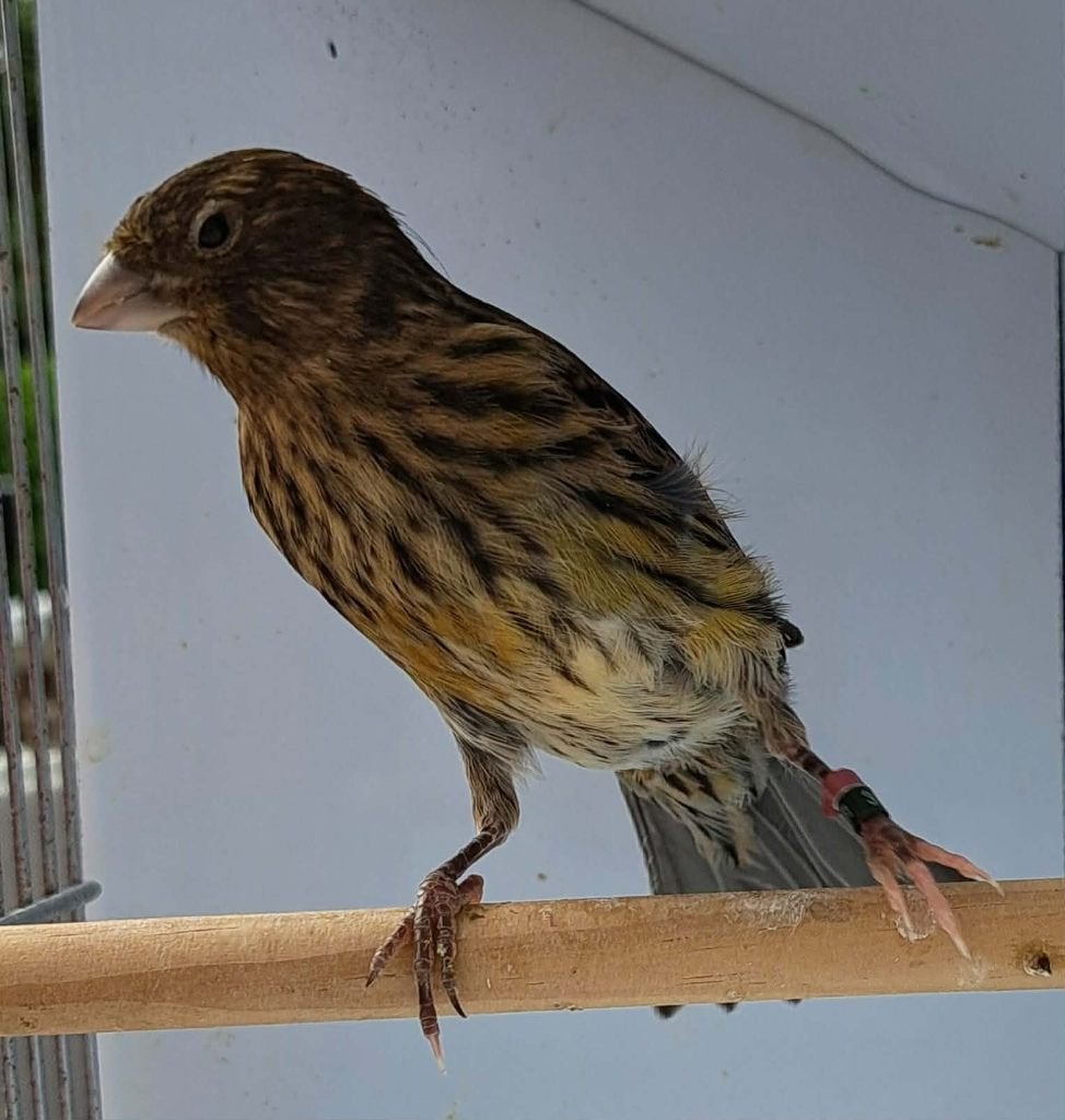Kanarie, Dieren en Toebehoren, Vogels | Kanaries, Mannelijk, Kleurkanarie