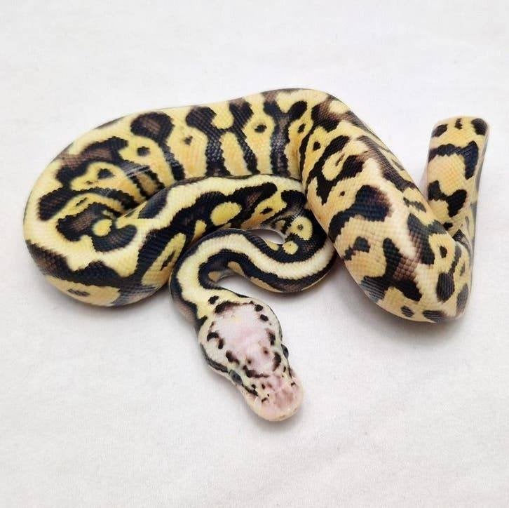 Enchi Pastel Spotnose koningspython man Ball Python - male for sale from jurgen