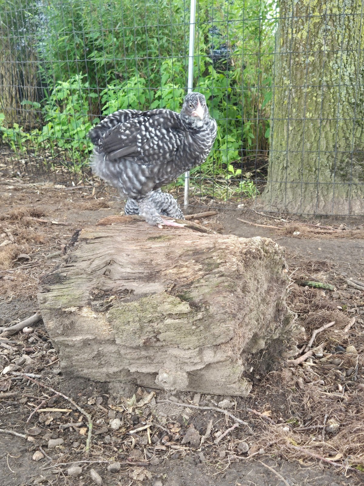 Mechelse koekoek hennen en hanen, Plusieurs animaux, Poule ou poulet
