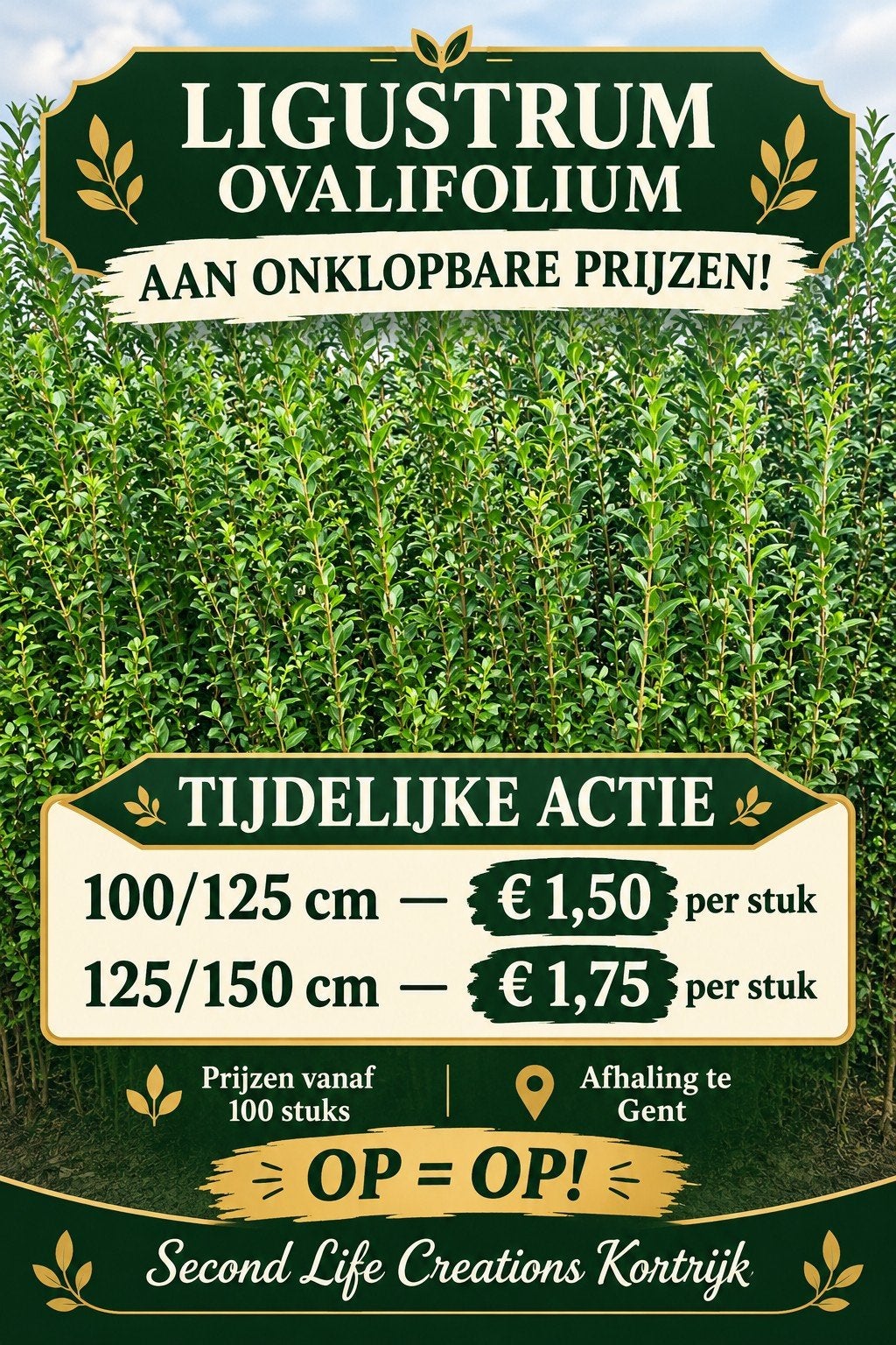 ‼️Ligustrum Ovalifolium aan stuntprijzen ‼️, Ophalen, Taxus