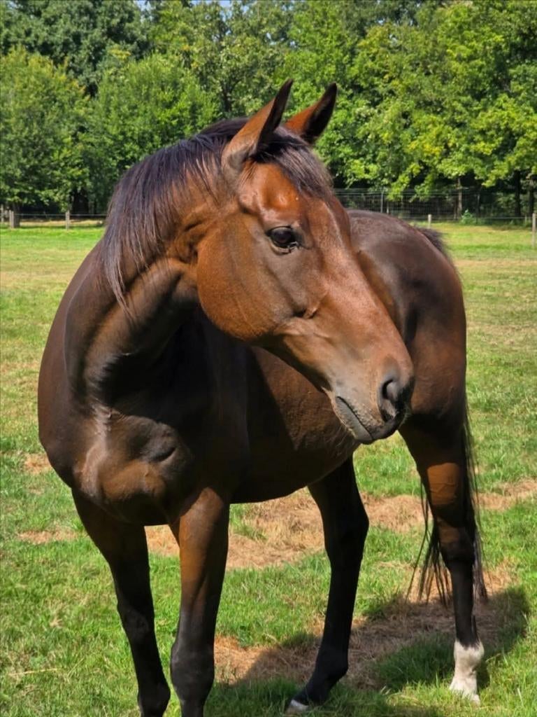 12 jarige ruin, Dieren en Toebehoren, Paarden, Ruin, 165 tot 170 cm, 11 jaar of ouder