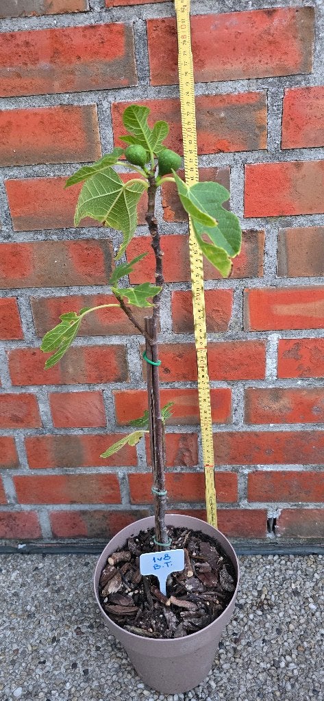 Figuier 'BROWN TURKEY' Ficus Carica 1v8, Jardin & Terrasse, Plantes | Arbres fruitiers, Figuier, En pot, Plein soleil, Enlèvement