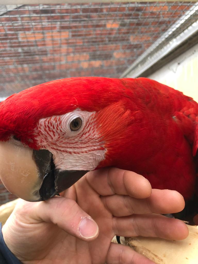 Handtamme Ruby ara te koop, Dieren en Toebehoren, Vogels | Parkieten en Papegaaien, Geslacht onbekend, Papegaai, Geringd