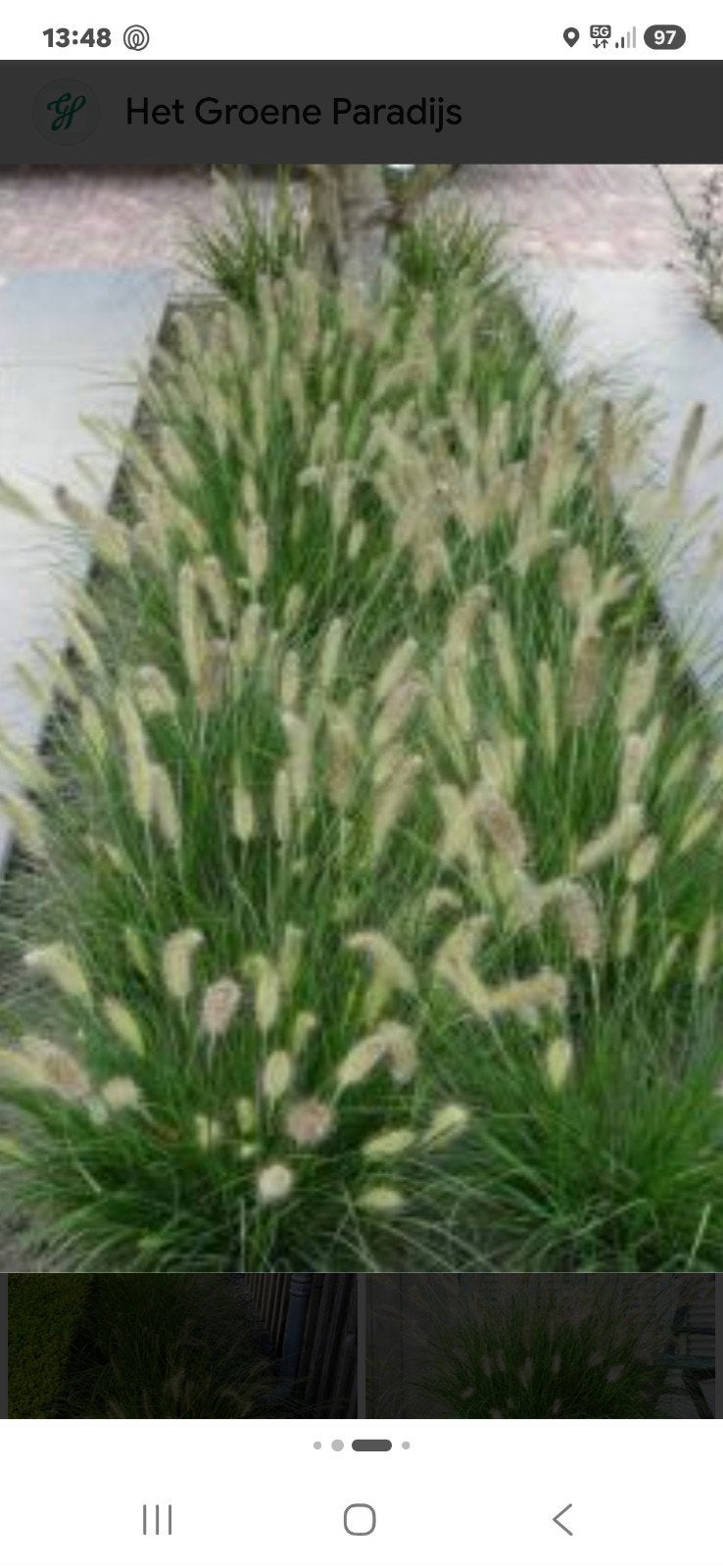 6 herbes des dunes, Enlèvement