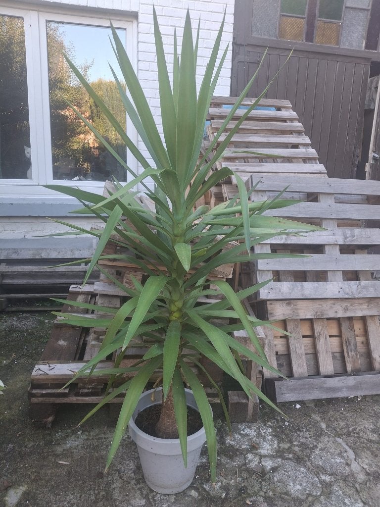 Yucca d'intérieur (Palmier) 145 cm - 1 branche, Plein soleil, Enlèvement, 100 à 150 cm, Yucca