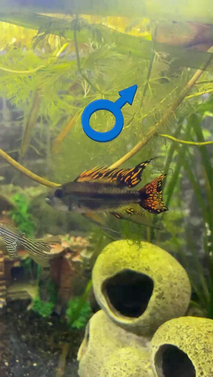 Dwergcichliden, Dieren en Toebehoren, Vis, Zoetwatervis