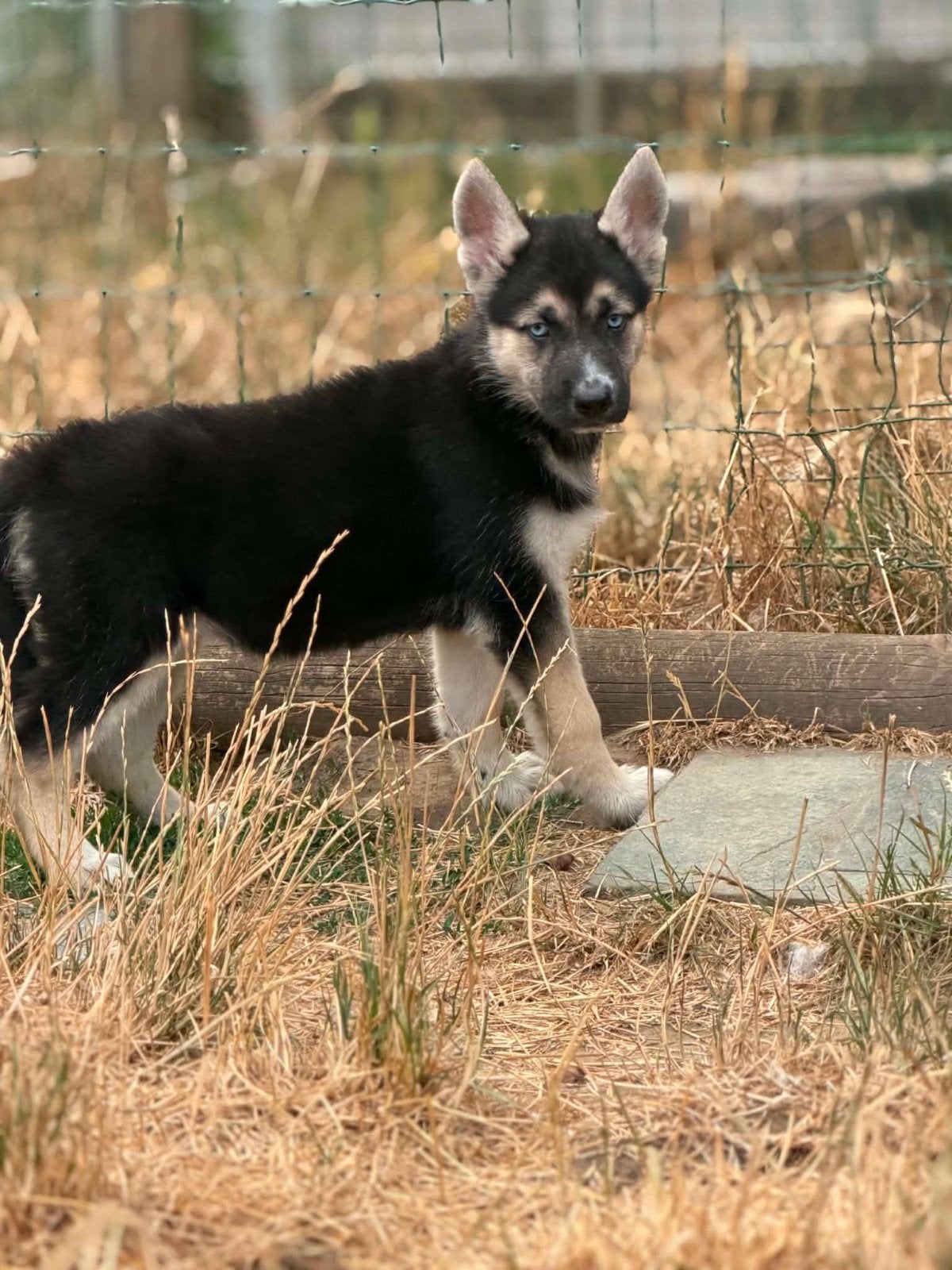 Shepsky pups – beschikbaar, Dieren en Toebehoren, België, CDV (hondenziekte), 8 tot 15 weken, Meerdere