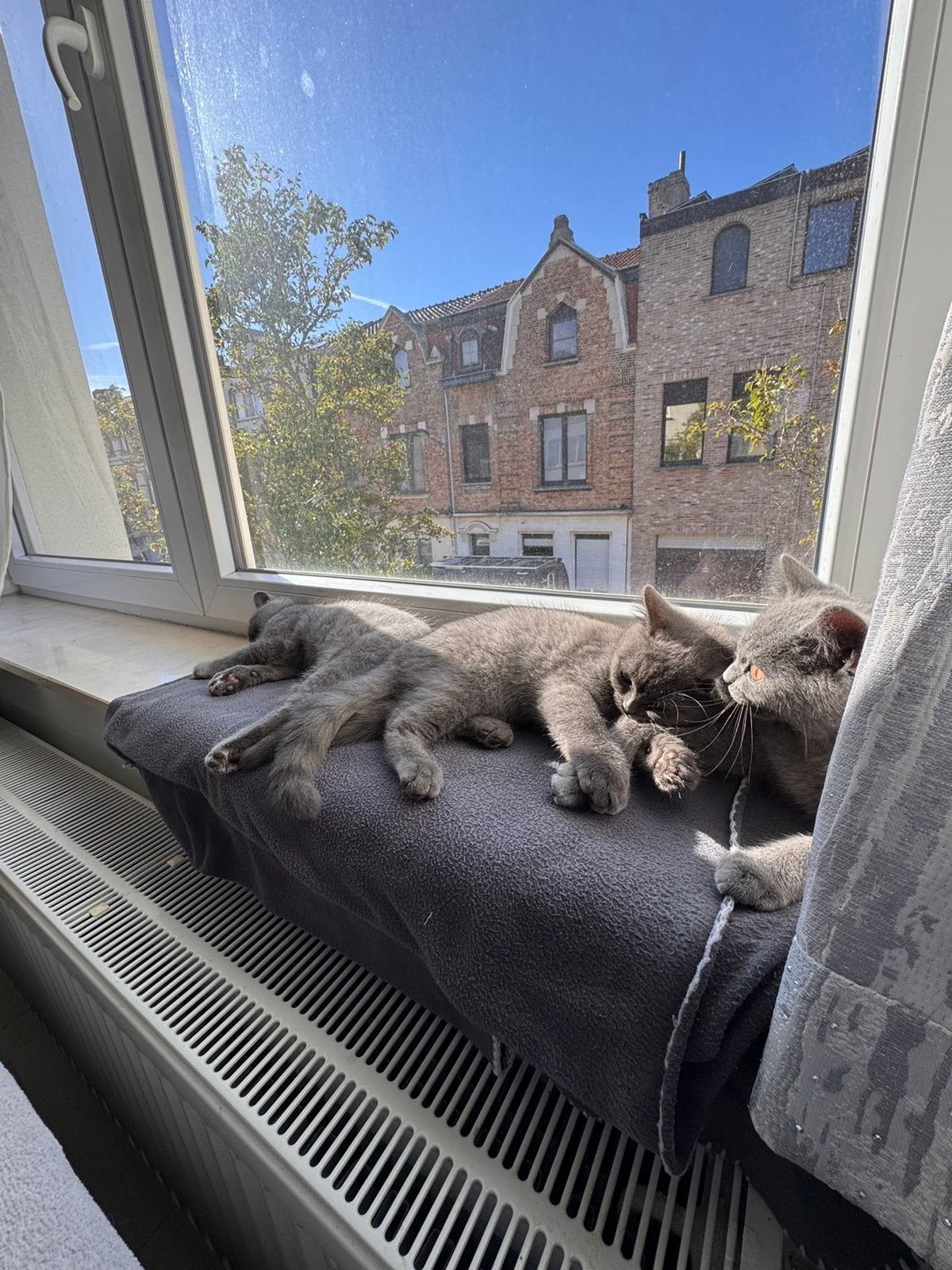 britse korthaar, Poes, Ontwormd, 0 tot 2 jaar