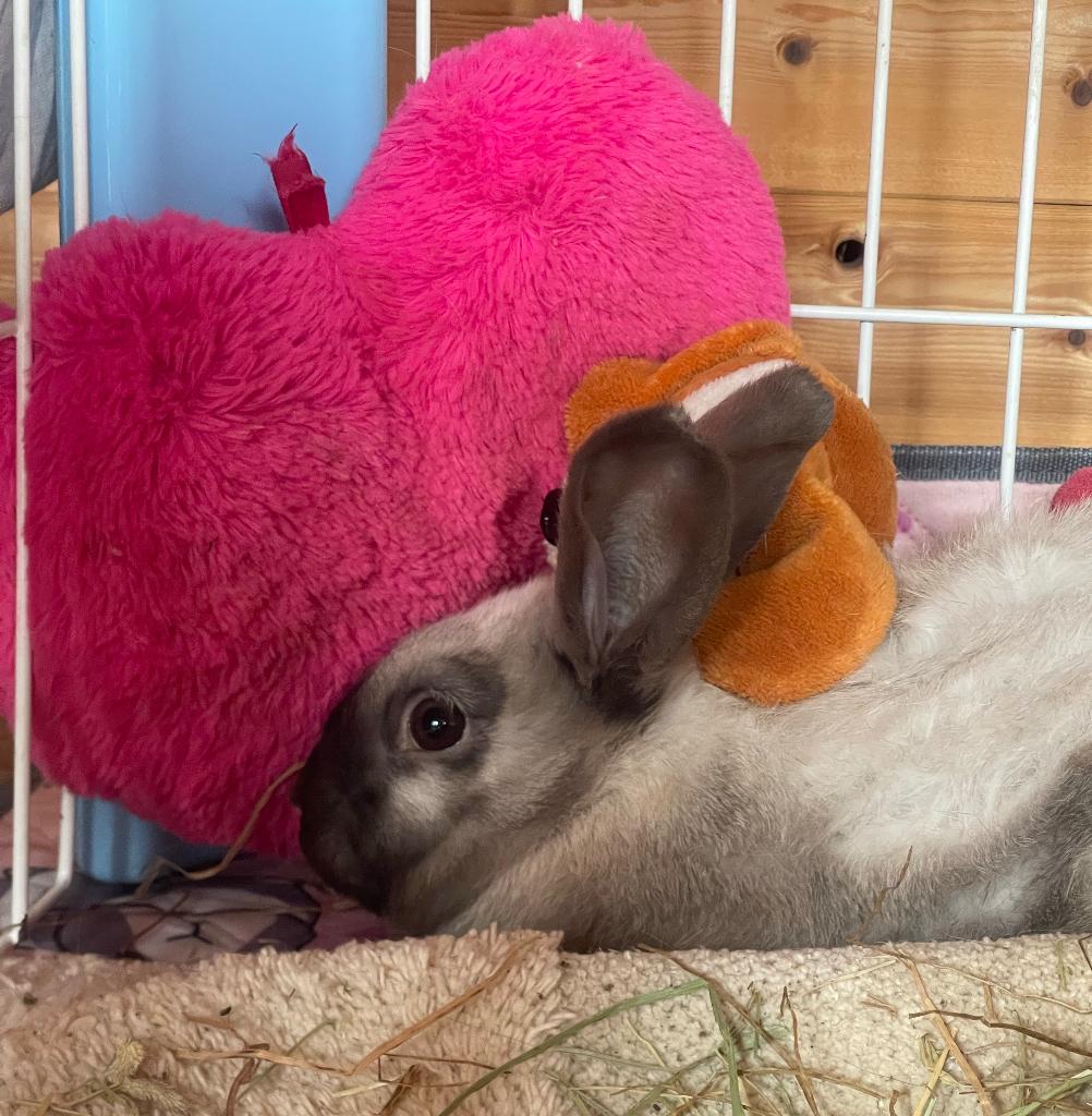 Lapin, Enlèvement, Rongeur ou Lapin