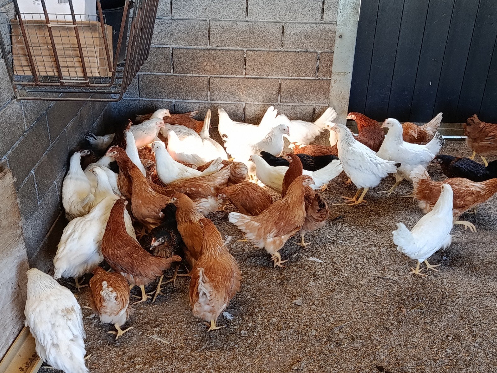 legkippen in verschillende kleuren, Kip